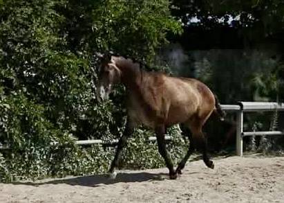 Intero Lusitano In vendita 2023 Grigio ,  Berlioz