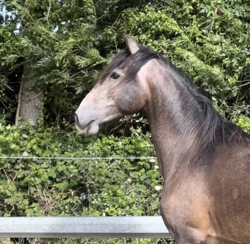 Castrone Lusitano In vendita 2023 Grigio ,  Berlioz