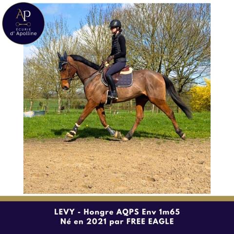 Castrone AQPS In vendita 2021 Baio