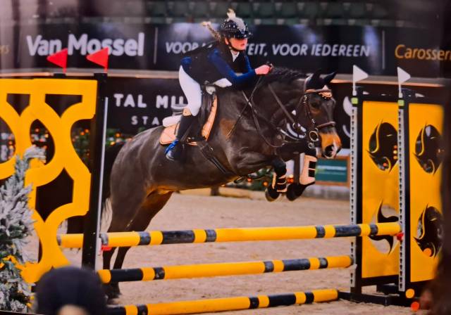 Cavalla New Forest In vendita 2014 Baio