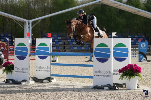 Castrone Sella Francese In vendita 2015 Baio