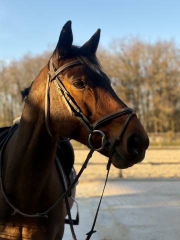 Castrone Sella Francese In vendita 2016 Baio