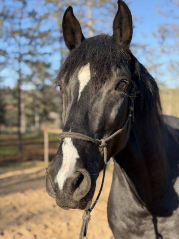 Castrone Arabo Berbero In vendita 2021 Nero