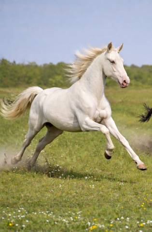 Puledro PRE Andaluso In vendita 2024 Perlino ,  PRESIDENTE DE JARAMA