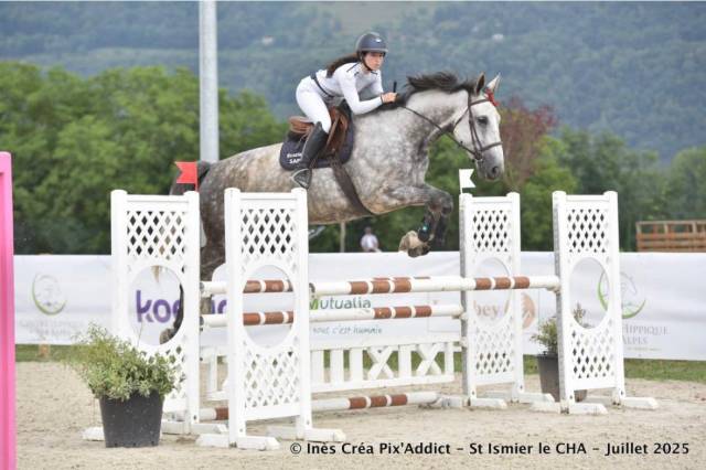 Cavalla Sella Francese In vendita 2017 Grigio