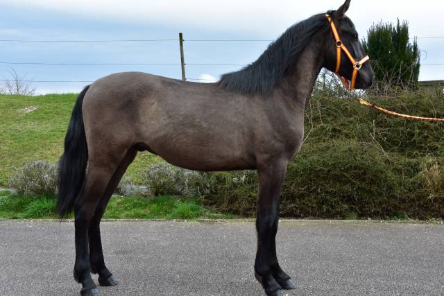 Intero PRE Andaluso In vendita 2024 Nero ,  NEGRITO XVI