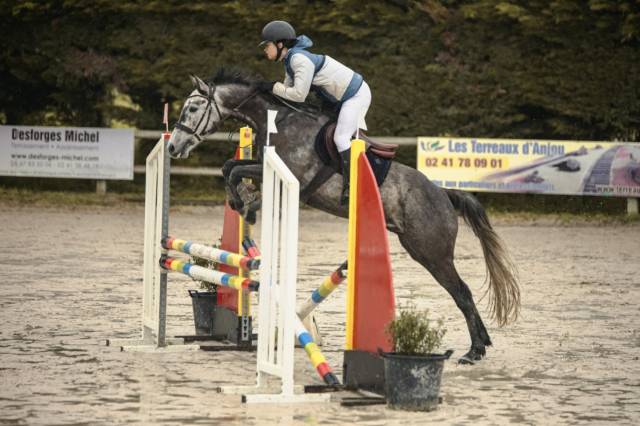 Castrone Origine non conosciuta  In vendita 2017 Grigio ,  ISANDRO TILA WPB