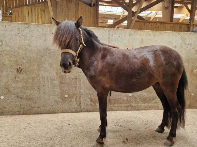 Castrone Origine non conosciuta  In vendita 2023 Baio