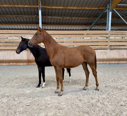 Puledra Sella Francese In vendita 2024 Sauro