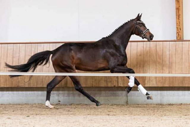 Cavalla Oldenburger In vendita 2019 Baio ,  Kremlin md