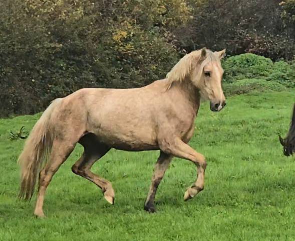 Cavalla Welsh Poney (Sezione D), Welsh Cob  In vendita 2023 Palomino ,  Just a breeze Kiba