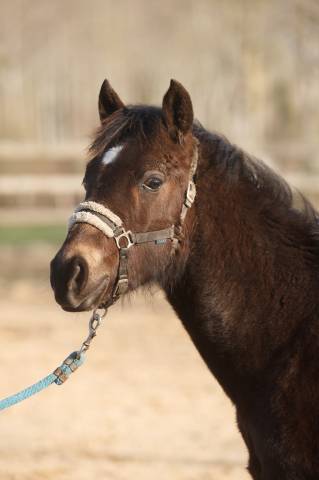 Castrone New Forest In vendita 2025 Isabella ,  L'ancelot du m&eacute;nage