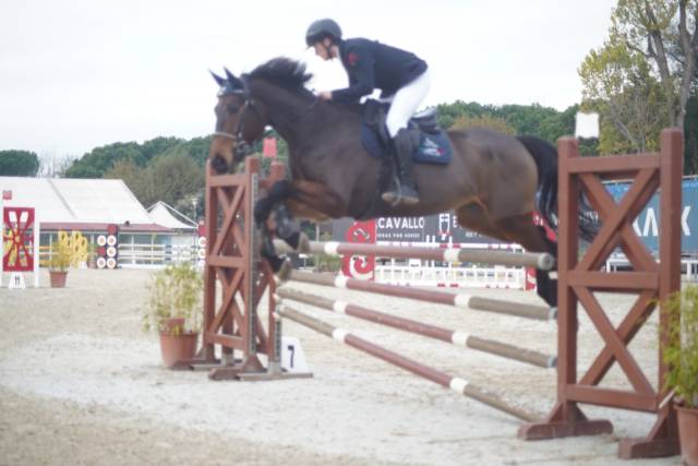 Vendo Cavallo Sella Italiano Castrone 7 anni