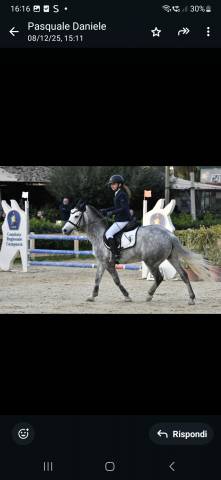 Vendo pony 7yrs hirp