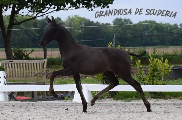 Puledra PRE Andaluso In vendita 2026 Nero