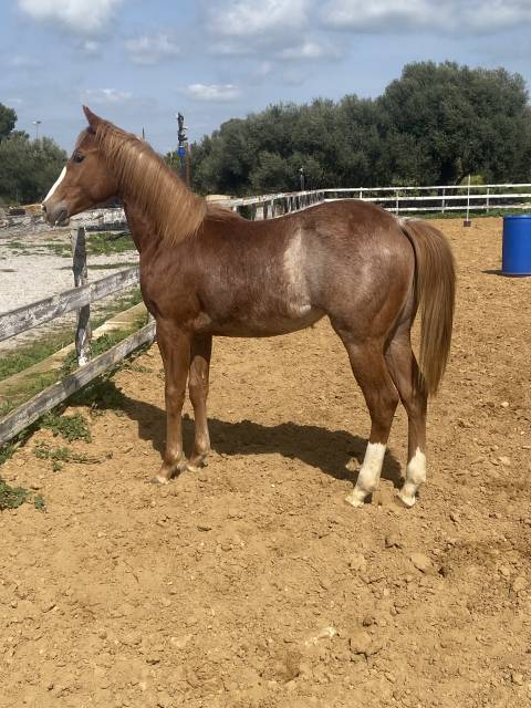Puledro quarter horse 