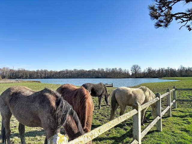 Bella dimora equestre In vendita Ain