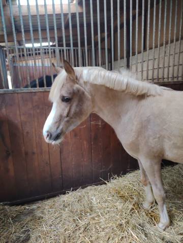 Noreo du listrane  - Mezzo Sangue Arabo 2023 ,  Avalon joon