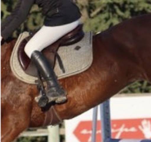 Sella da salto ostacoli  GBS 16.5" - 2019