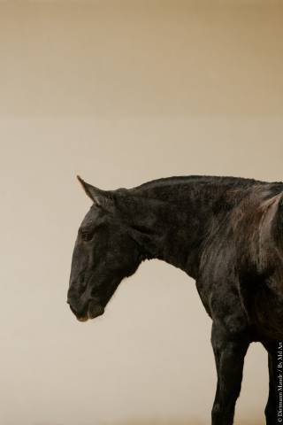 Puledra Lusitano In vendita 2025 Grigio ,  Pel&eacute; MBR