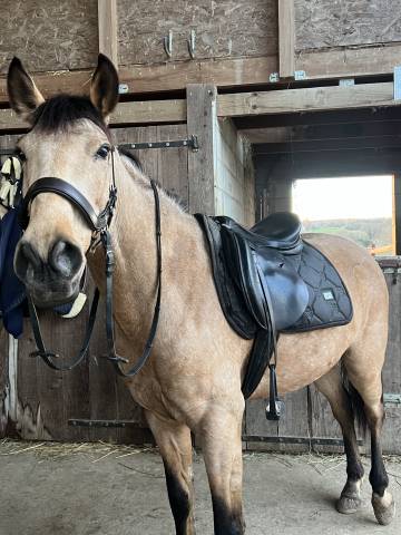 Sella mista Fouganza Selle mixte  17.5" - 2020