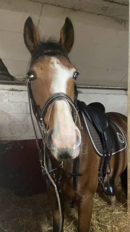 Sella da dressage Devoucoux  18" - 2019