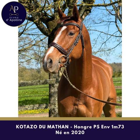 Castrone Purosangue In vendita 2020 Sauro