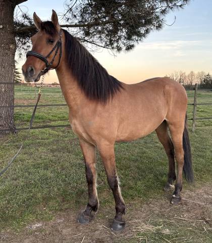 Castrone Altre Razze di Cavalli In vendita 2018 Palomino