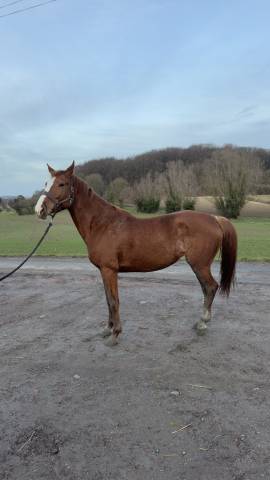Stallone KWPN Cavallo da Sport Neerlandese In vendita 2023 Sauro ,  New pleasure