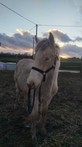 Puledro Origine non conosciuta  In vendita 2025 Altro colore