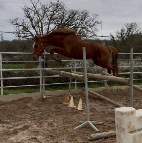 Cavalla Sella Francese In vendita 2020 Sauro