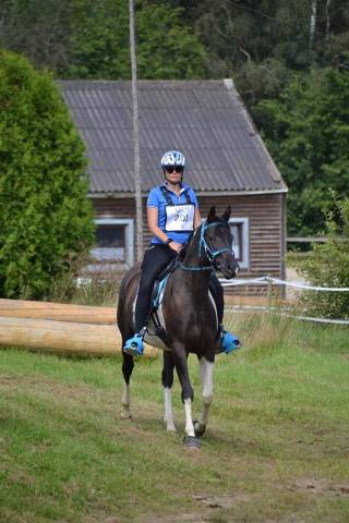 Castrone Mezzo Sangue Arabo In vendita 2017 Tobiano