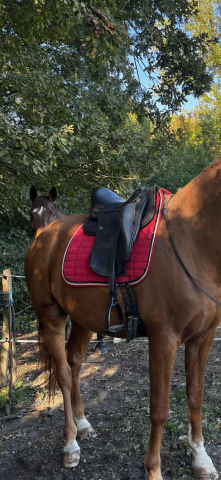 Sella da dressage Equipe  16.5" - 2016