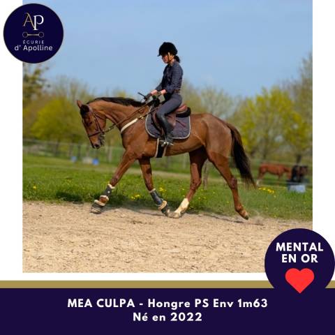 Castrone Purosangue In vendita 2022 Baio