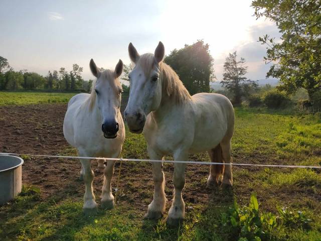 Cavalla Percheron In vendita 2011 Grigio