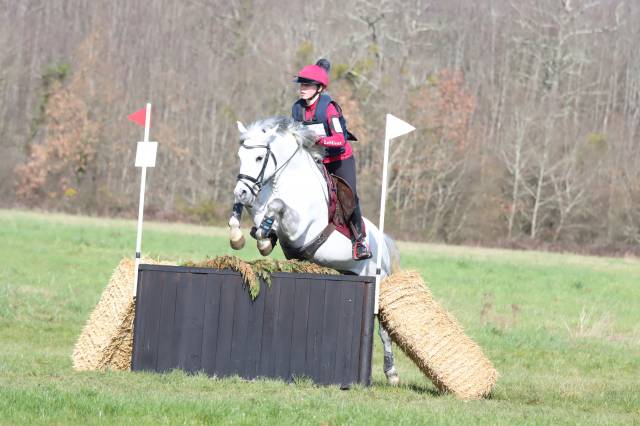 Stallone New Forest In vendita 2019 Grigio