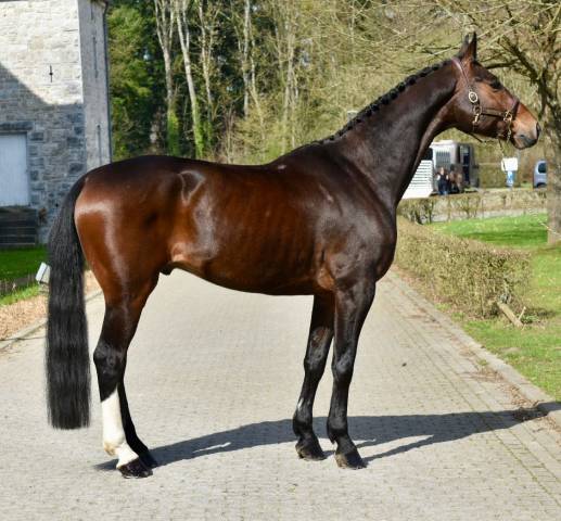 Castrone Origine non conosciuta  In vendita 2019 Baio scuro