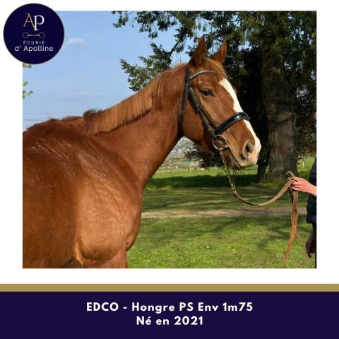 Castrone Purosangue In vendita 2021 Sauro