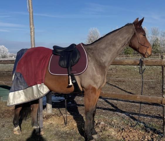 Sella da salto ostacoli Forestier  17" - 2026