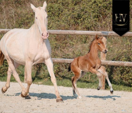 Puledro Lusitano In vendita 2026 Isabella ,  Rei Du Parc