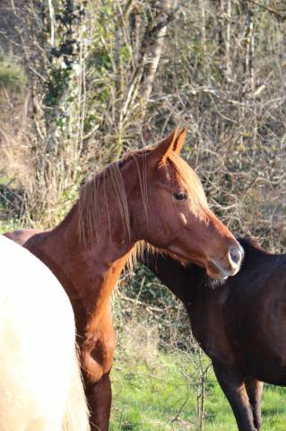 Castrone Purosangue Arabo In vendita 2020 Sauro ,  AVALON CRAZY