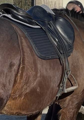 Sella da salto ostacoli Forestier  17.5" - 2014