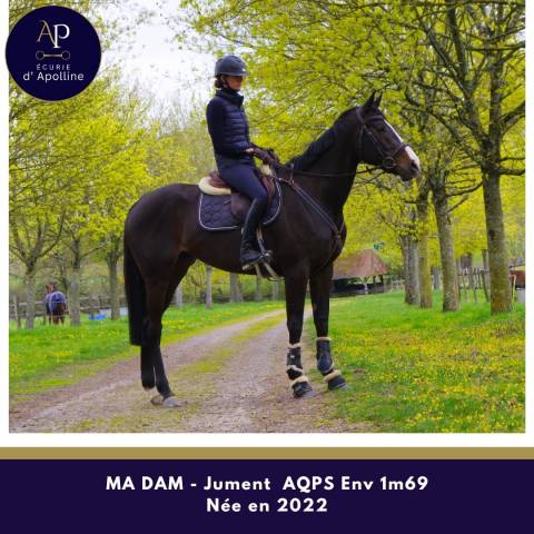 Cavalla AQPS In vendita 2022 Baio