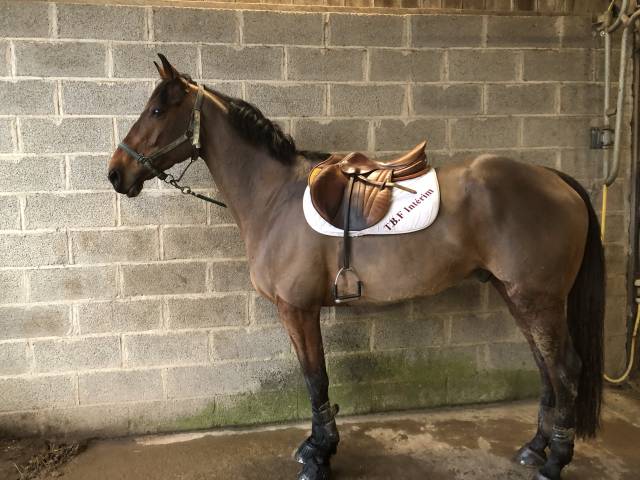 Sella mista Butet  17" - 2012