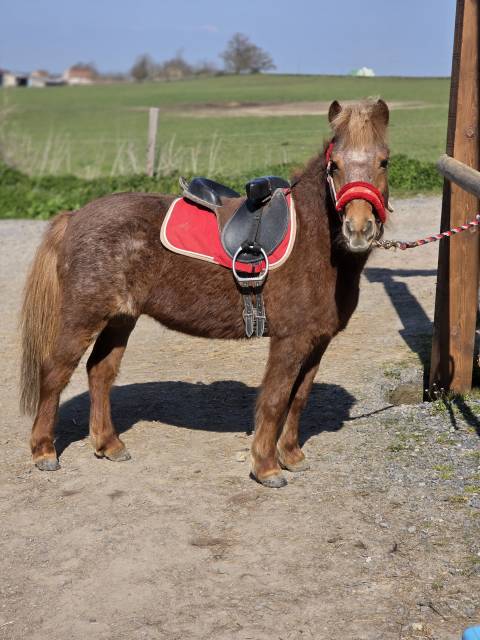 Cavalla Origine Non Constatata In vendita 2025 Sauro