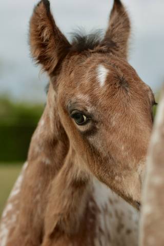 Puledro Nez Perc&eacute;s In vendita 2026 Appaloosa ,  SHKARA IZLAYON
