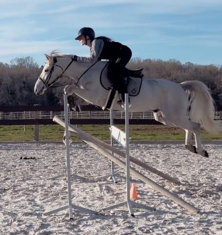 Castrone PFS Pony Francese da Sella In vendita 2019 Grigio