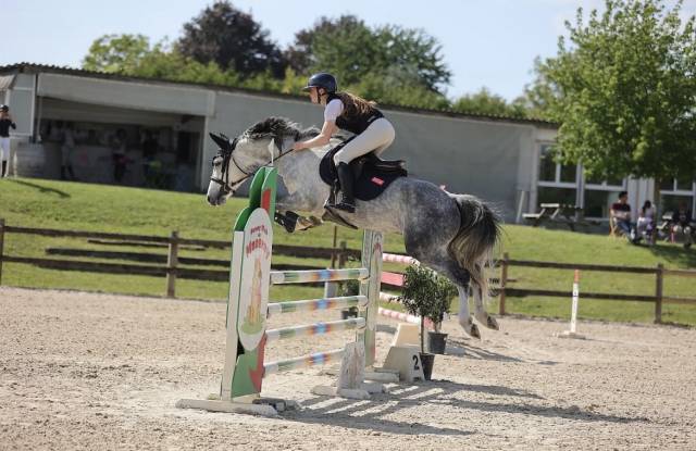 Castrone PFS Pony Francese da Sella In vendita 2020 Grigio