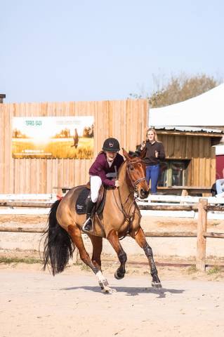 Cavalla Sella Francese In vendita 2021 Baio