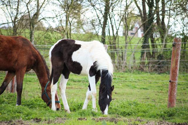 Puledro Origine non conosciuta  In vendita 2025 Pezzato ,  Joker d&rsquo;euskadi